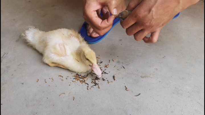 “柯尔鸭”遇上家雀会怎样?第一次抢面包虫吃,这鸭子也太虎了!