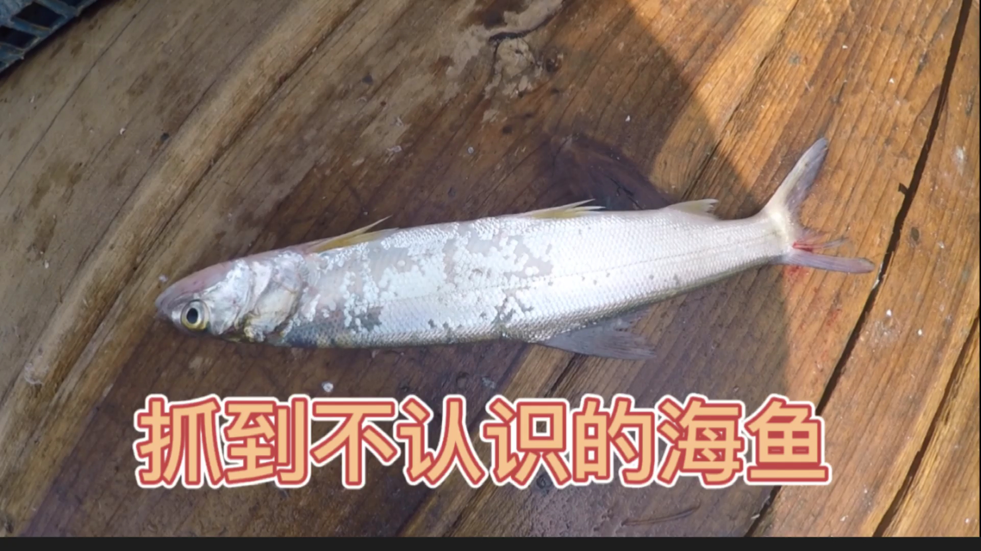 阿官赶海:抓到叫不出名字的海鱼,谁认识吗?