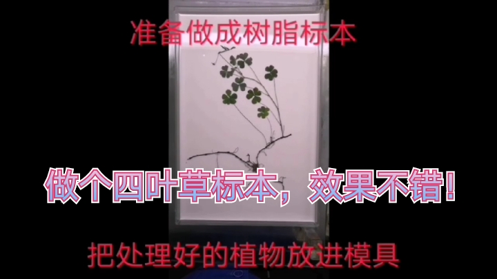朋友发现一株四叶草,做成滴胶标本。太满意了!