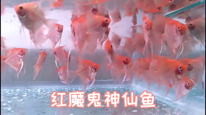 老师傅家没有过滤器的鱼房,又添新鱼～红魔鬼神仙鱼(燕鱼)