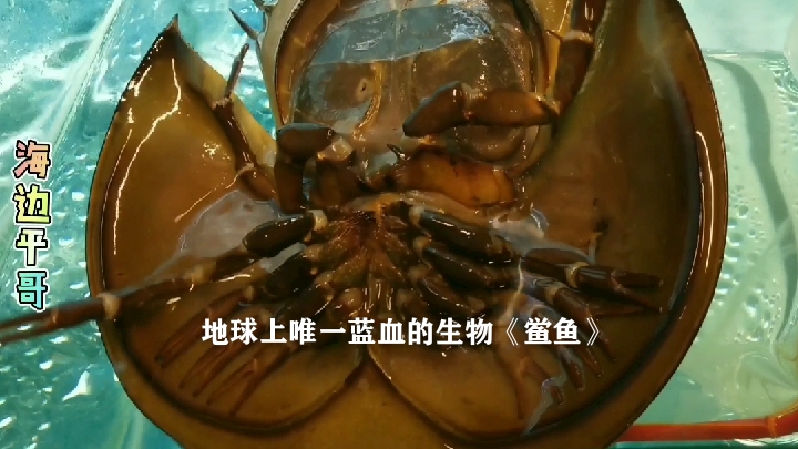 温岭海边,地球上唯一蓝血的生物鲎鱼,你见过吗