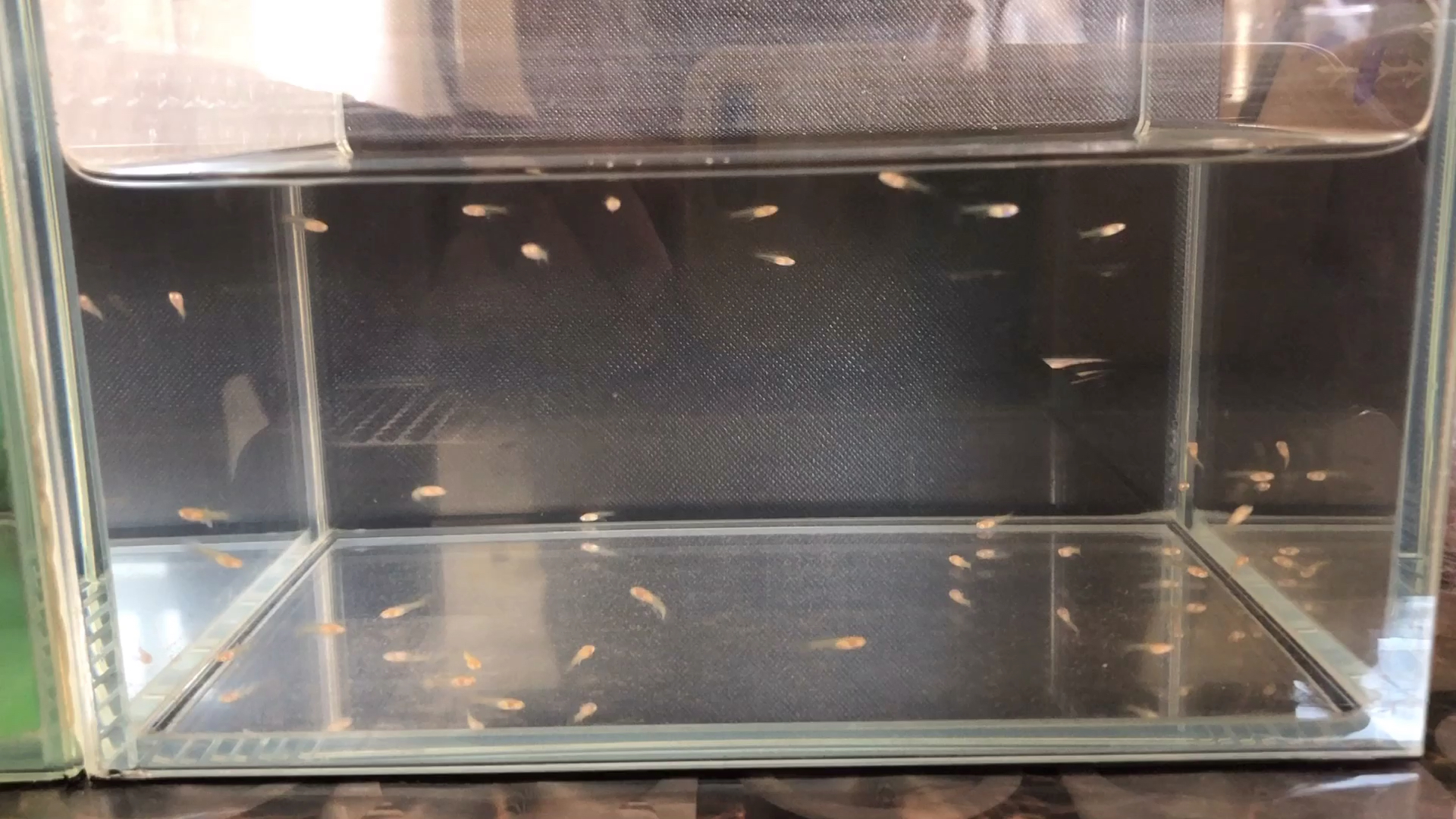 孔雀鱼母鱼的神奇之处,没有公鱼母鱼也能繁殖,看看怎么回事