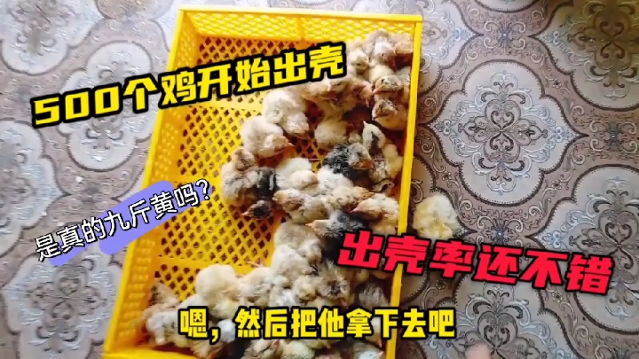 小伙孵化的500个鸡蛋 开始陆续出壳了 看看这是纯种九斤黄吗?