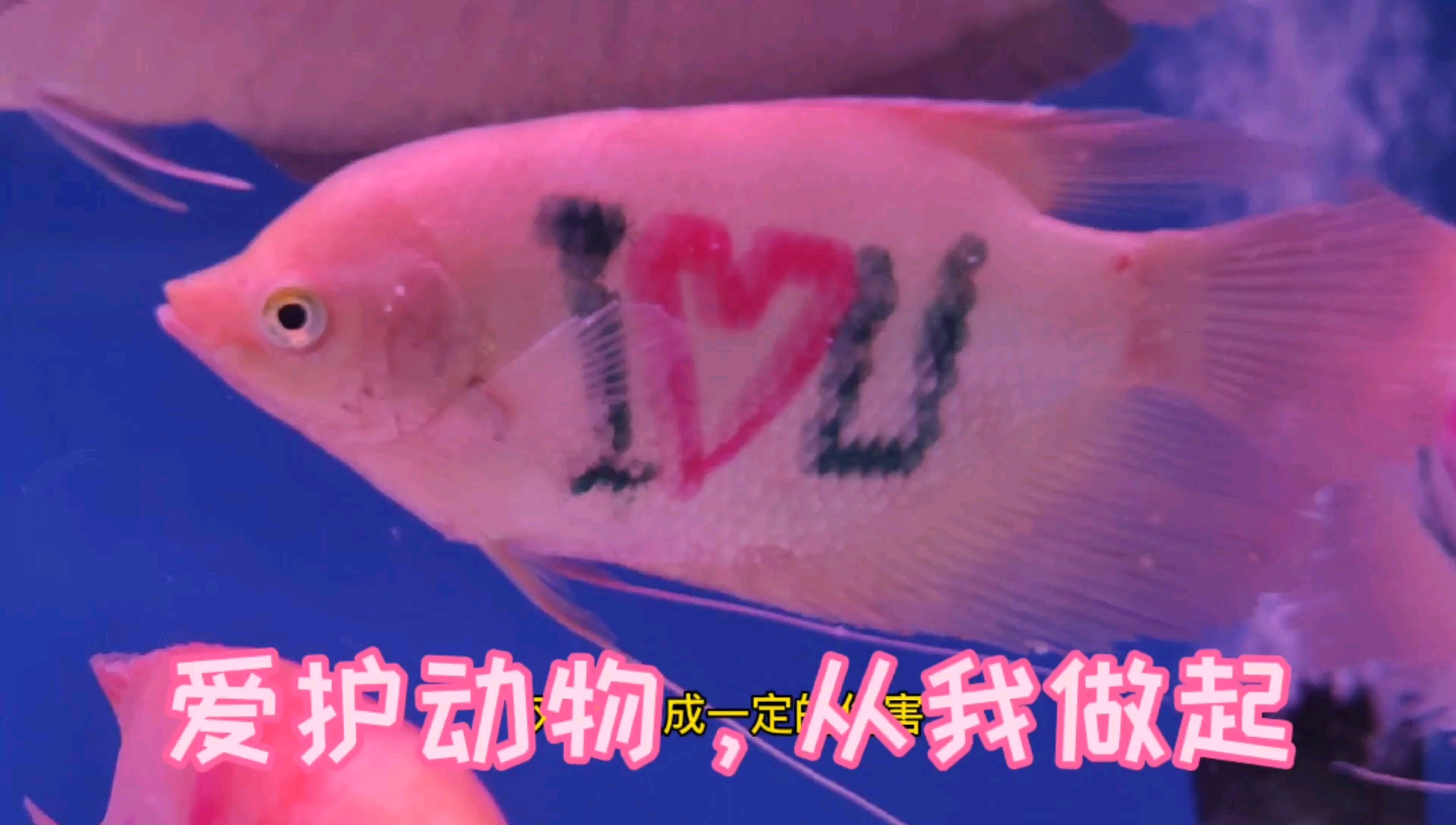 这种带纹身的观赏鱼,真的好看吗?爱护动物从我做起