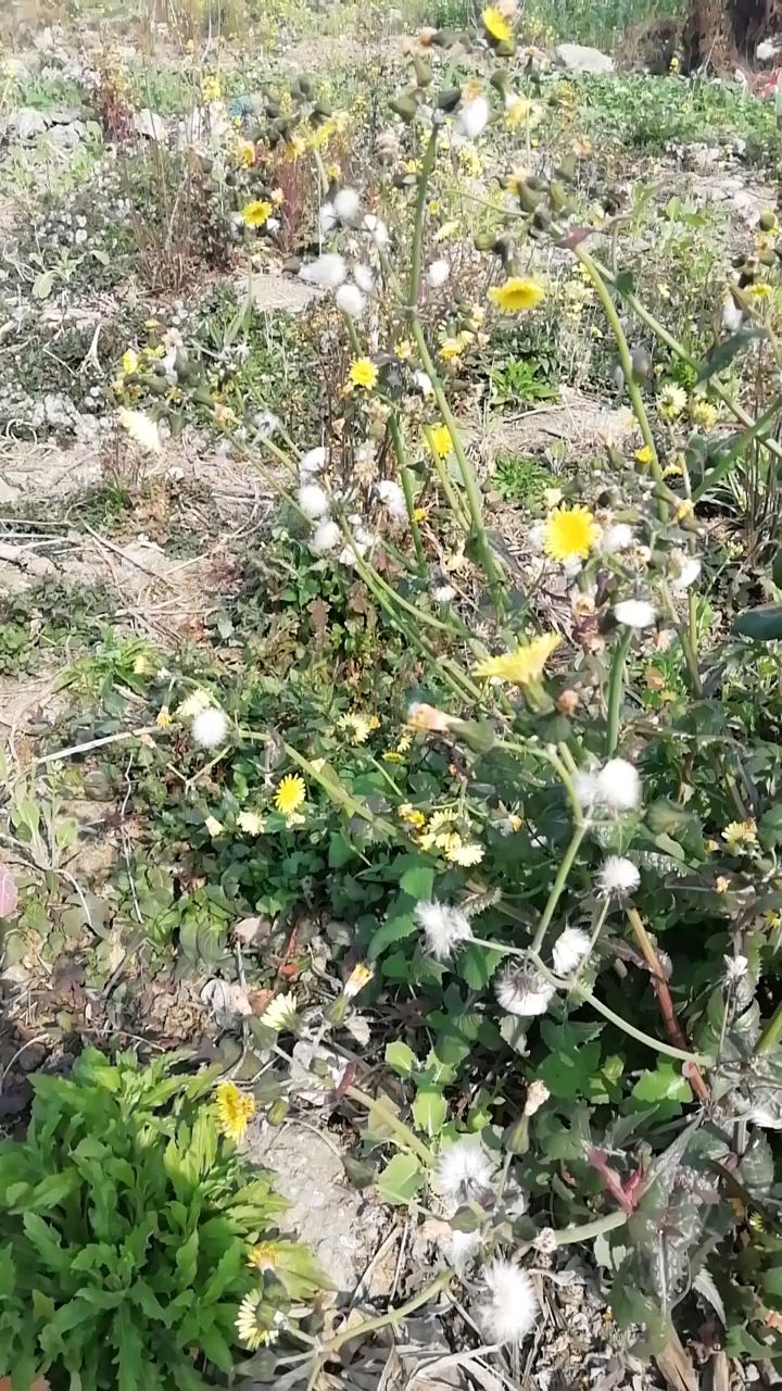 发现好大一窝苦苣菜,原来养兔子时专摘它,兔子吃了不生病