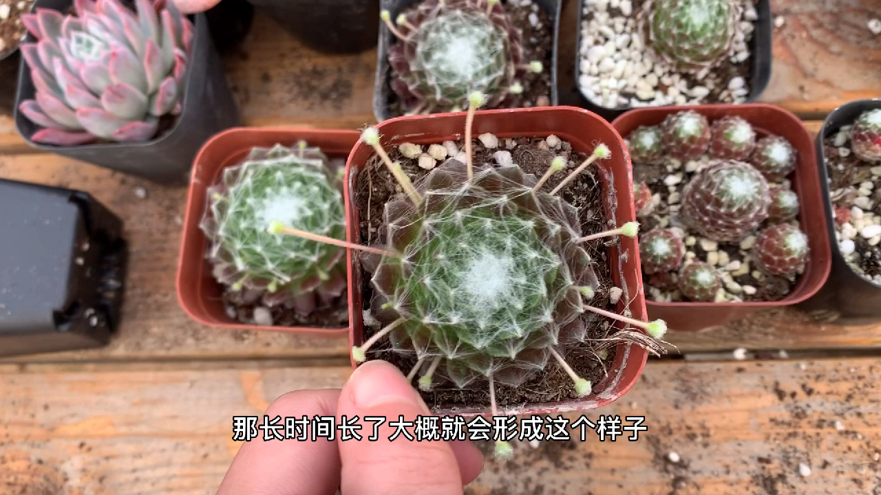 多肉植物之蛛丝卷卷-超好上手的一款肉肉