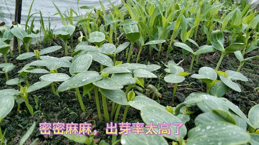 乡村媳妇十多种蔬菜一起育苗,方法与众不同,出芽率太高了