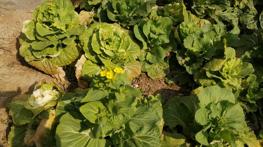 看看开花的白菜是什么样子