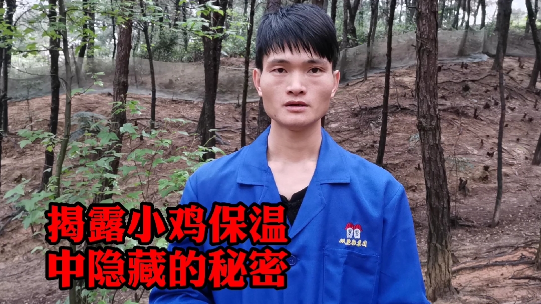 小鸡保温温度只是个指标,温度要根据鸡的动向做调准。