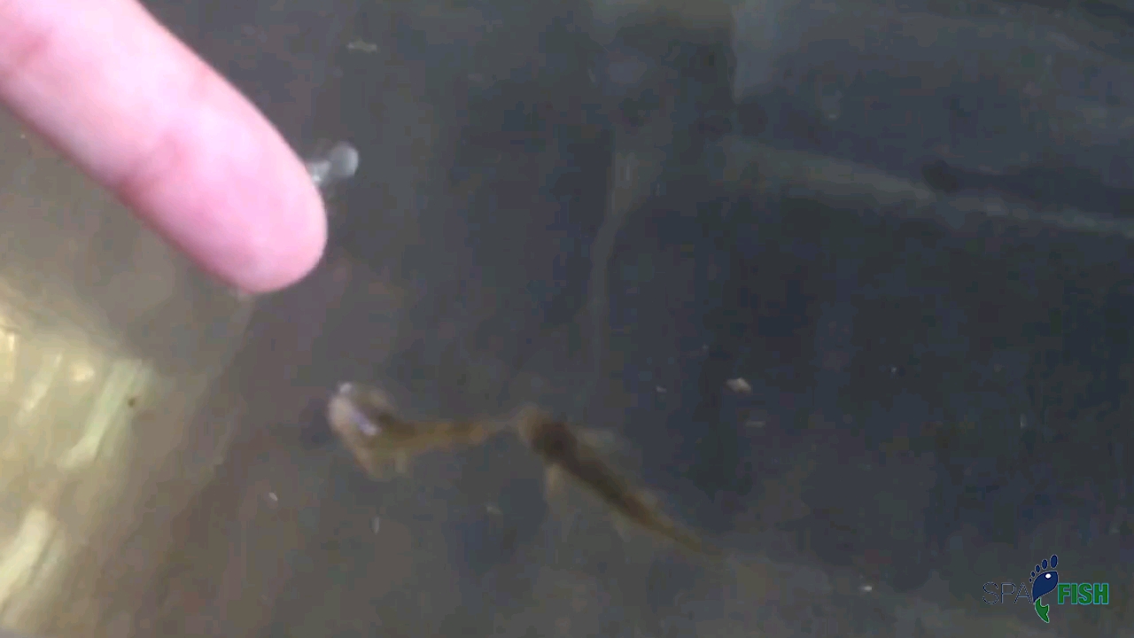 游来游去的淡红魔头鱼