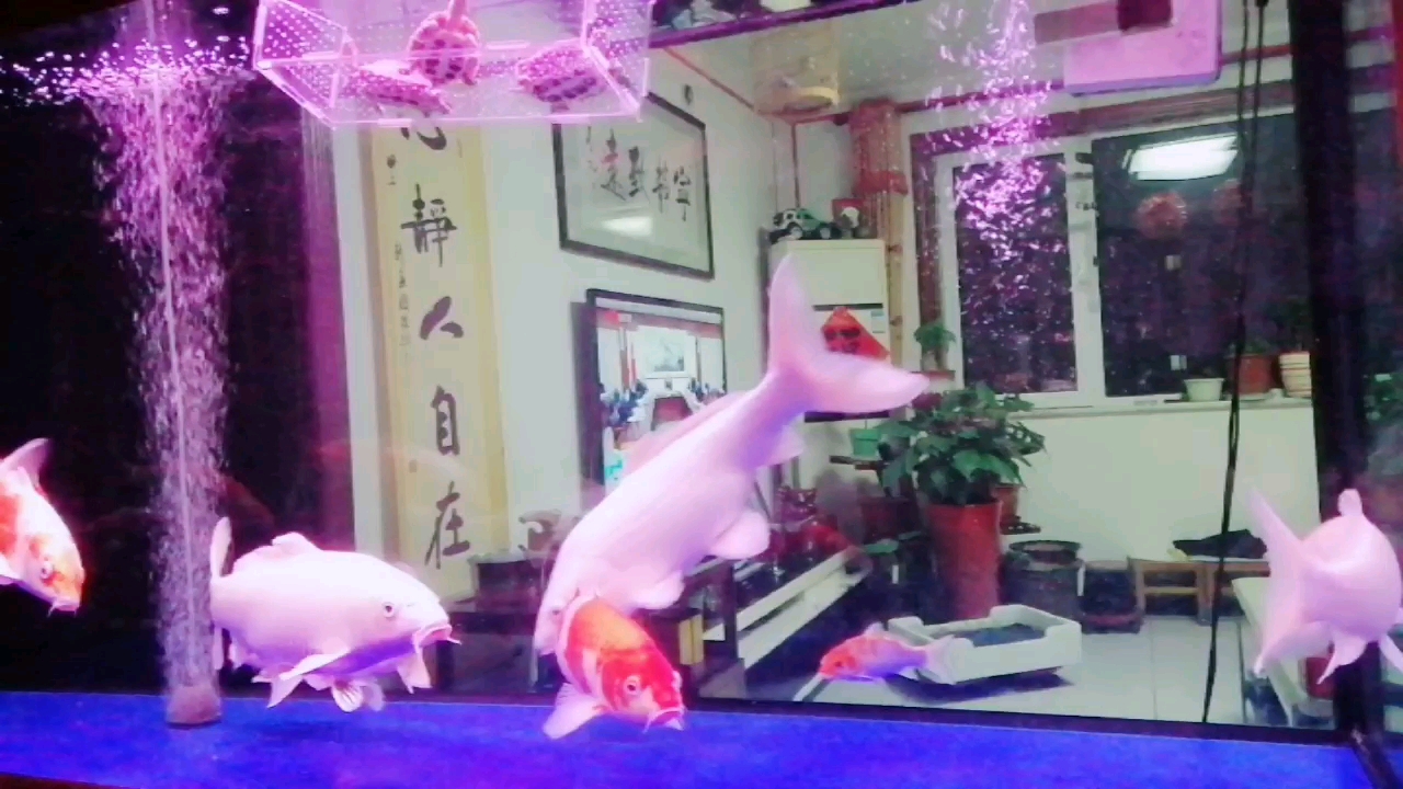 风水锦鲤鱼的动态～