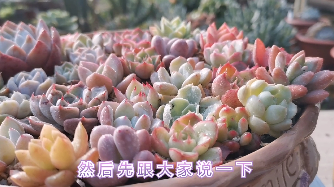推荐几款容易上色且好养的多肉  告别一片菜绿色 同时开启福利