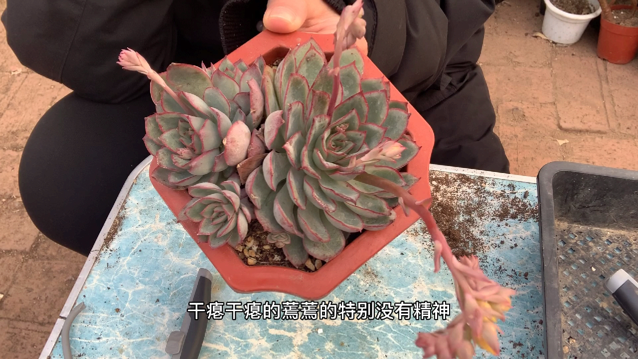 多肉植物之花戬-肉肉长花戬了怎么办?