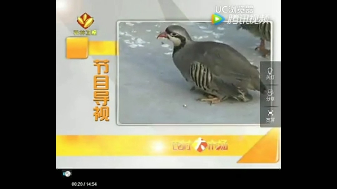 山东单县美国鹧鸪(石鸡)养殖