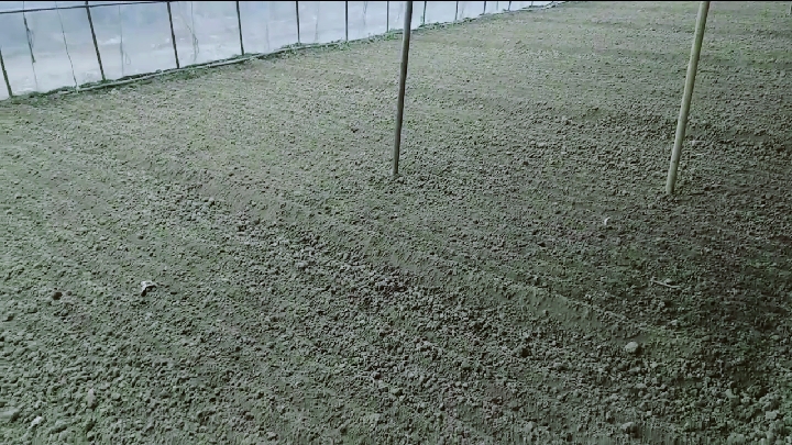 温室大棚空心菜种植,注意事项即杀菌管理