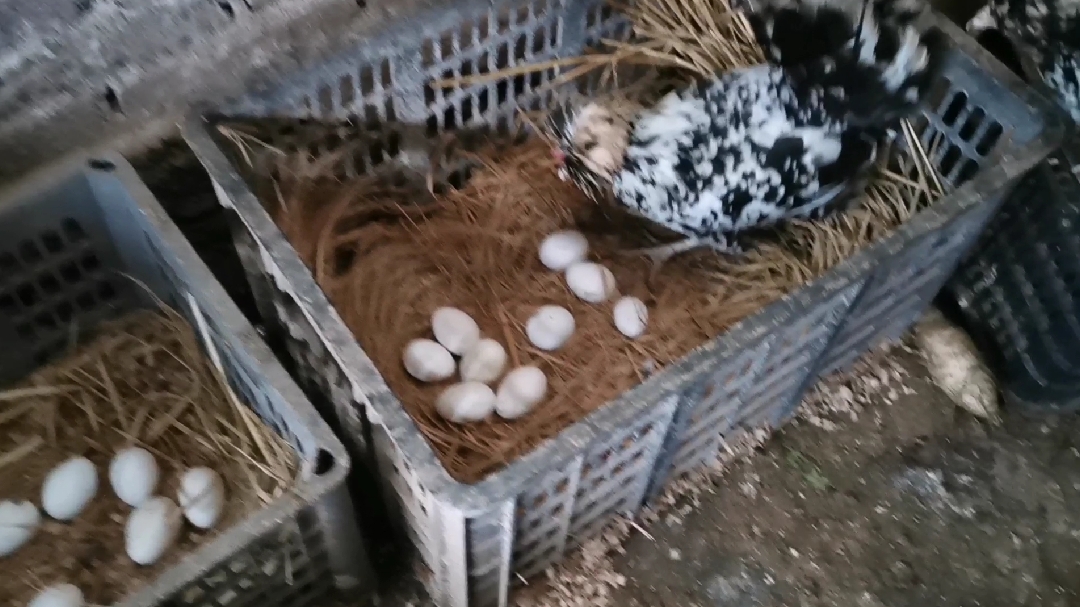 鸡苗太贵且不好买,小伙现用最原始的办法,他能成功吗