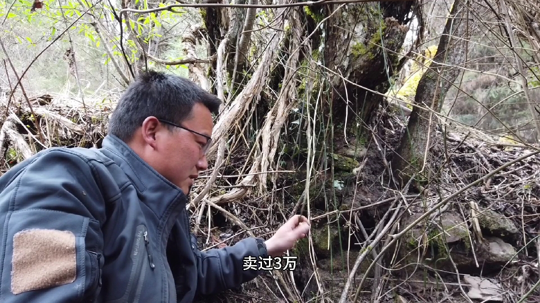 不要再上当了!此鸡血藤非彼鸡血藤,扎西周带您认识卵叶土茯苓