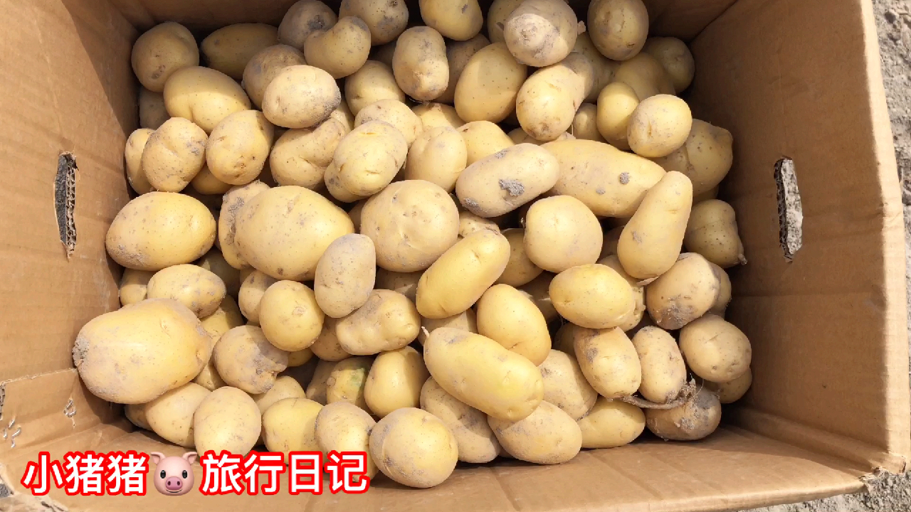 广东 马玲薯基地(土豆)今天来开挖。