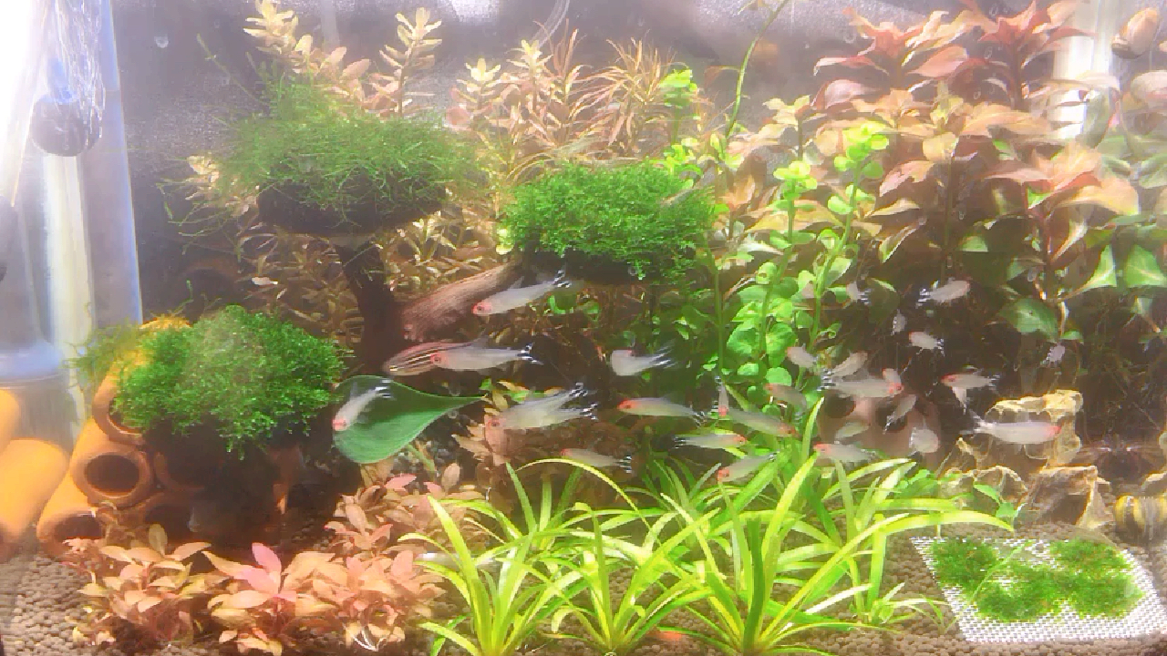 草缸生态鱼缸红鼻剪刀鱼