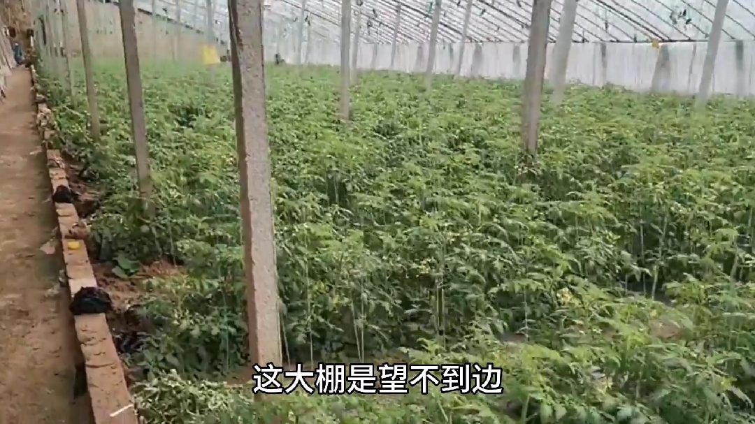 走进蔬菜之乡山东寿光,真意想不到?看他们是如何种植蔬菜的?