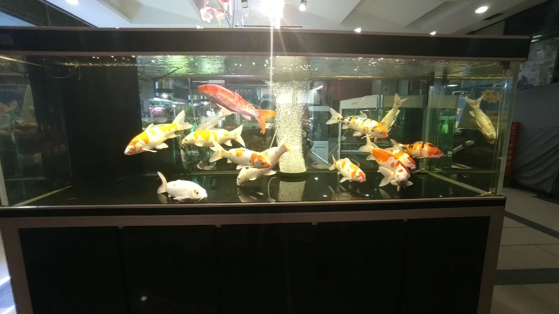水族馆2米长,1米宽的大鱼缸养了15只大锦鲤,水清鱼亮。