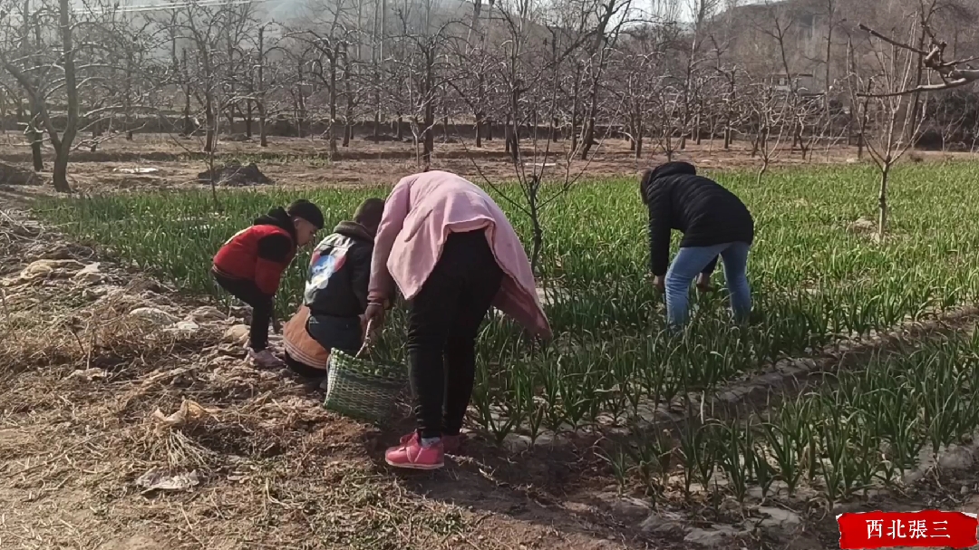 春天万物复苏,妈妈和姐姐去地里挖野菜做着吃,大自然的美味