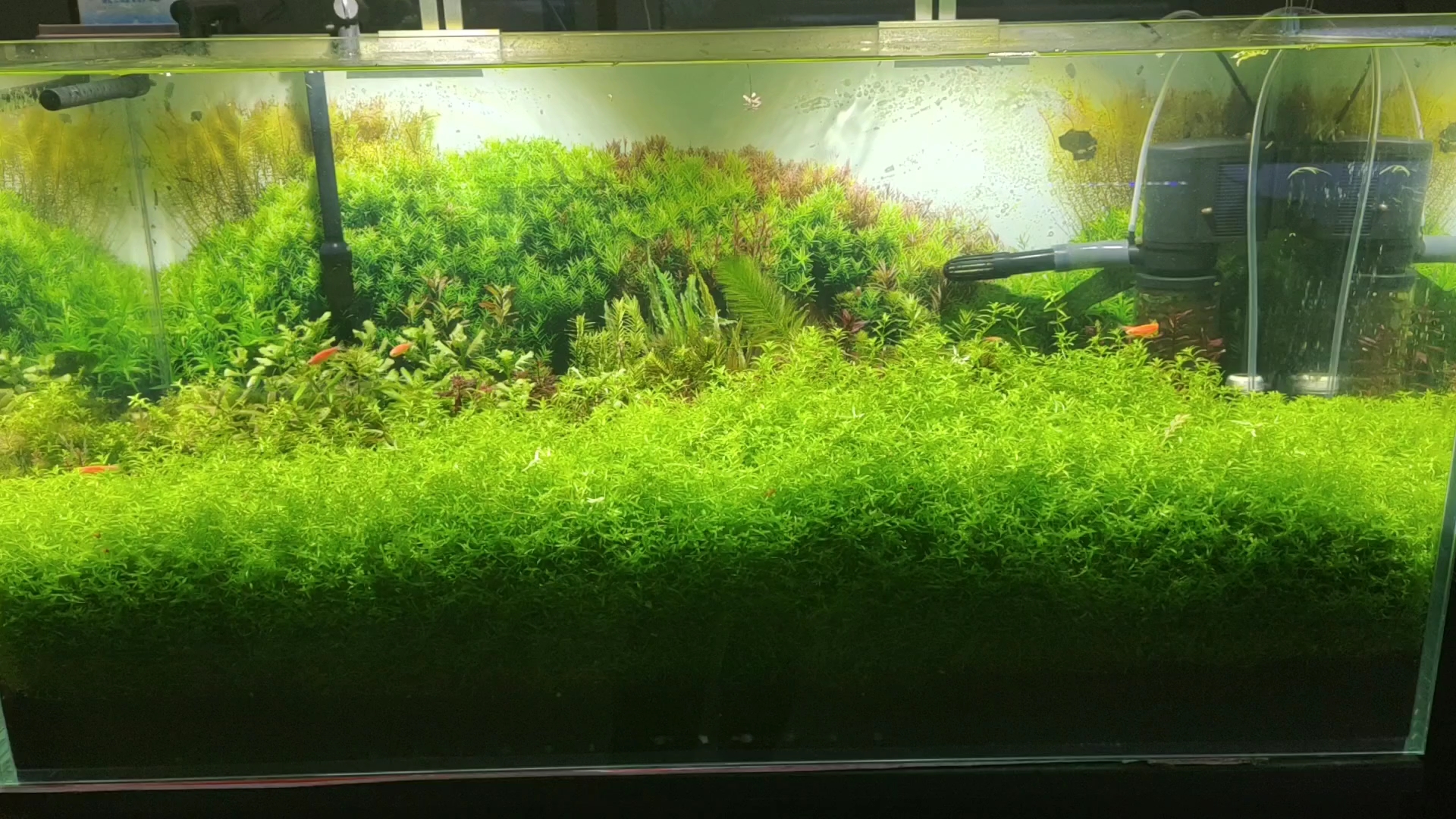 草缸水草长的超级茂盛,就养几只灯鱼