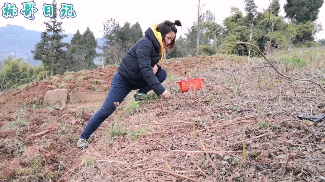 这种野菜全身是宝,农村漫山遍野都是,城里花钱都买不到,见过吗