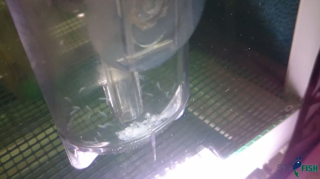 淡红墨头鱼  鱼蛋孵化