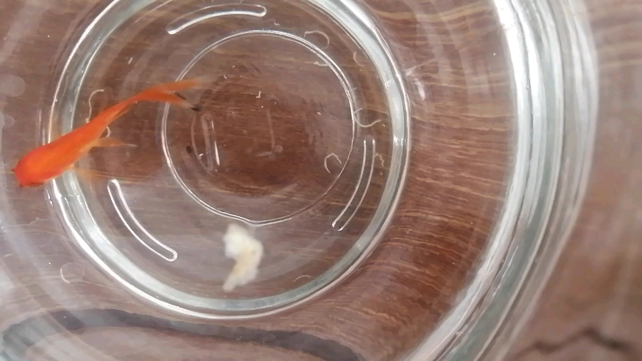 看看小鱼怎么吃食,头一次这么认真的看