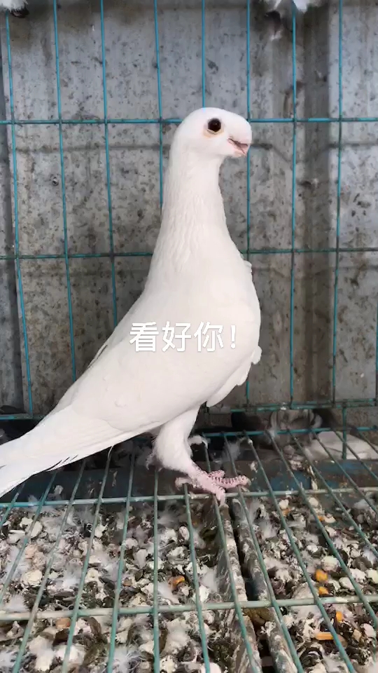 这对(马头鸽子)配对合适吗?大家给我参考一下