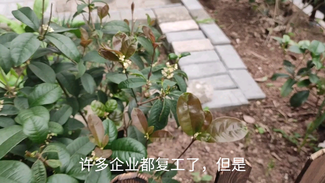 看厦门集美区复工情况