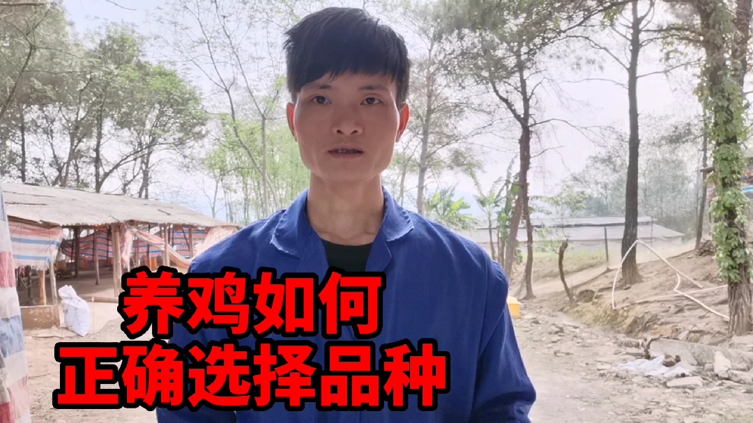 养鸡选对品种,销售不难,很受市场欢迎!