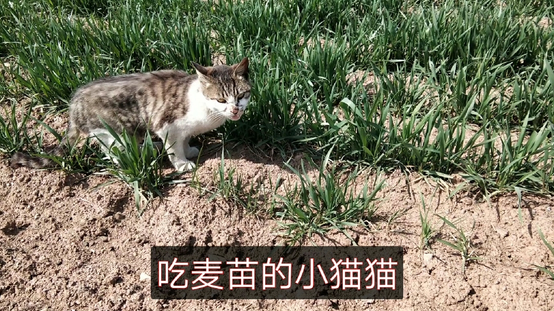 中午休息和同事出去挖野菜,碰到一件奇怪事,看见小猫猫吃麦苗