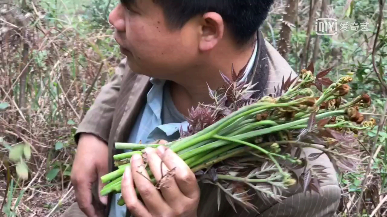 老邰只打白蕨菜,蓝、黑色蕨菜置之不理,它们的味道真的有区别吗