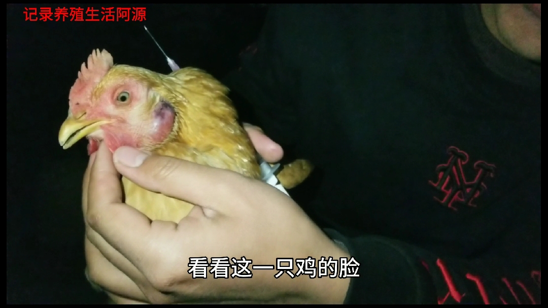 阿源养殖,鸡生病了,教大家如何给鸡打针?