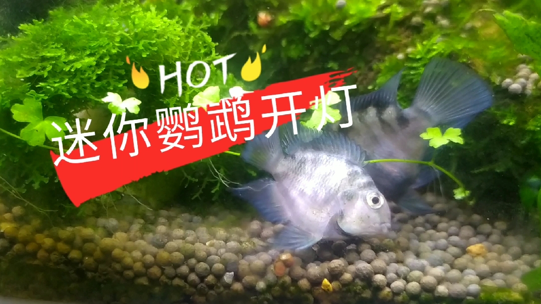 大家发现了没有?迷你鹦鹉开灯前后身体颜色会发生变化