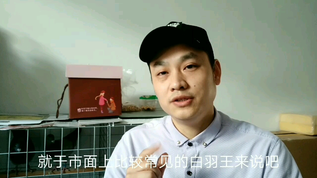 新手如何正确分辨信鸽与肉鸽呢?做到以下几点