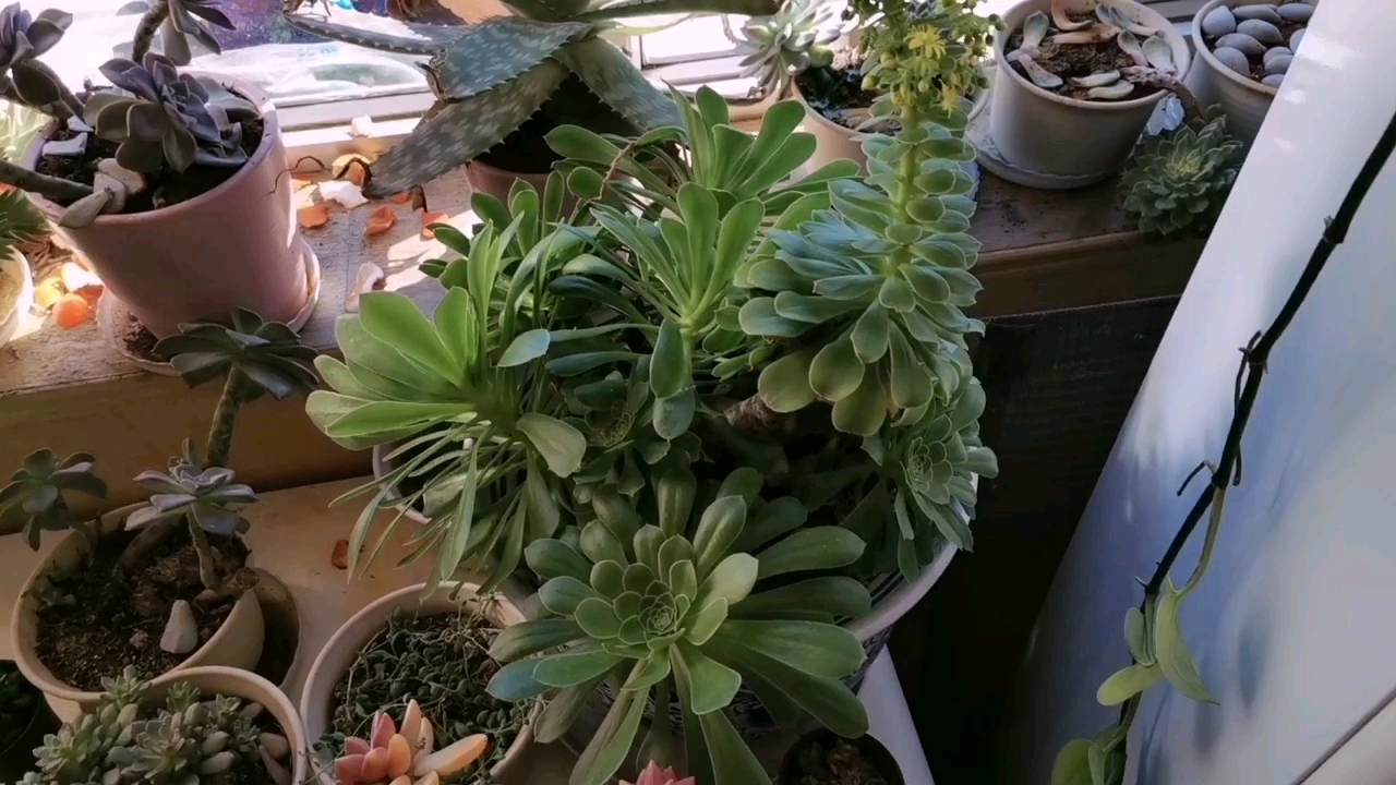 多肉植物———多肉植物法师开花是什么样子?