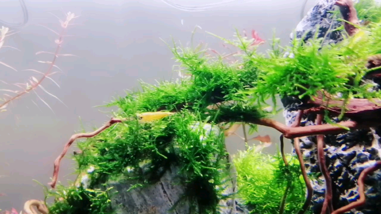 新开草缸水晶虾和水草10天!