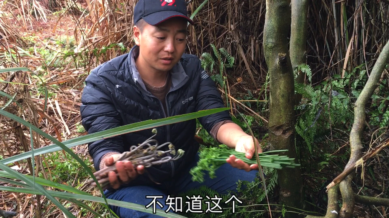 莫离摘了两种蕨菜,一个紫色一个绿色,哪个能吃呢