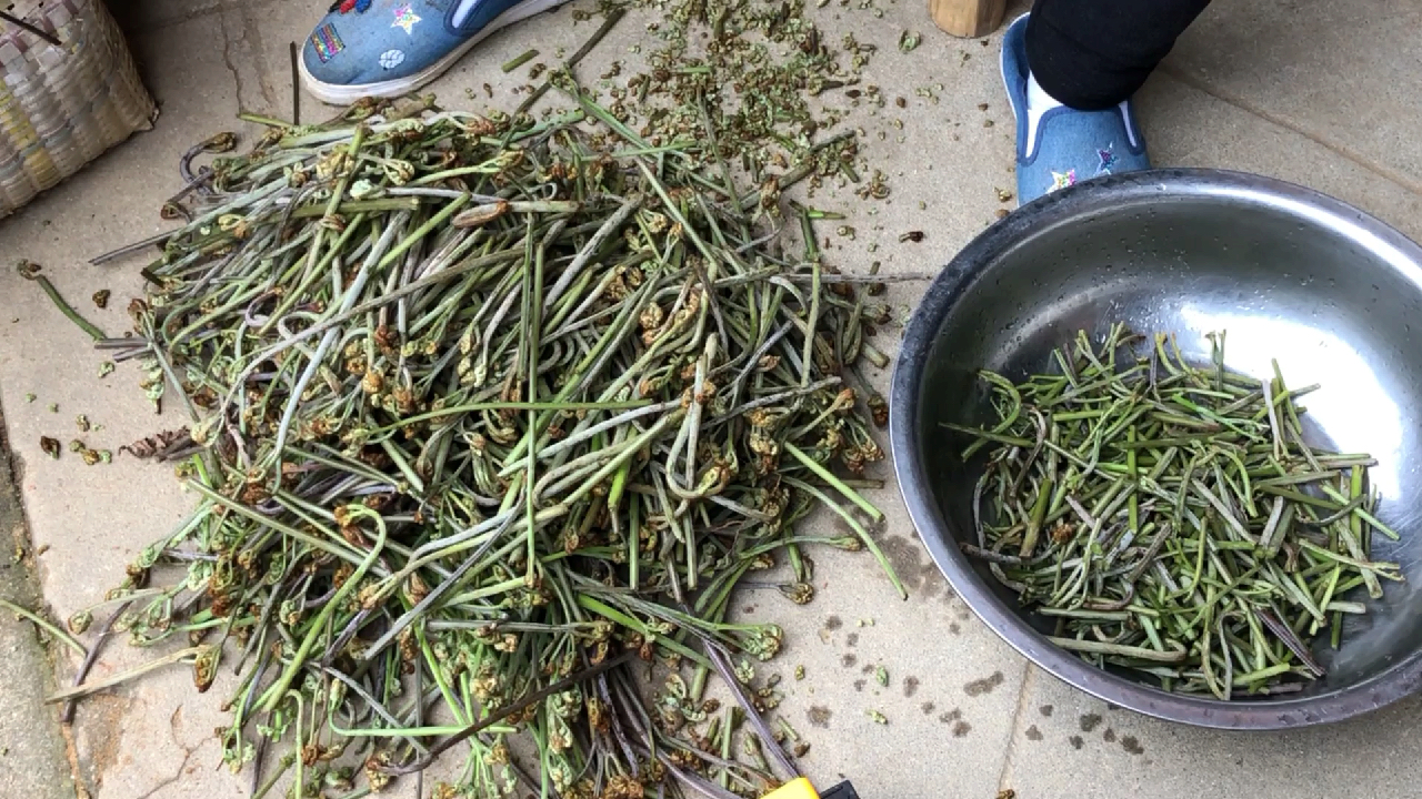 好吃的厥菜来了,自己辛苦采回来的,格外好吃