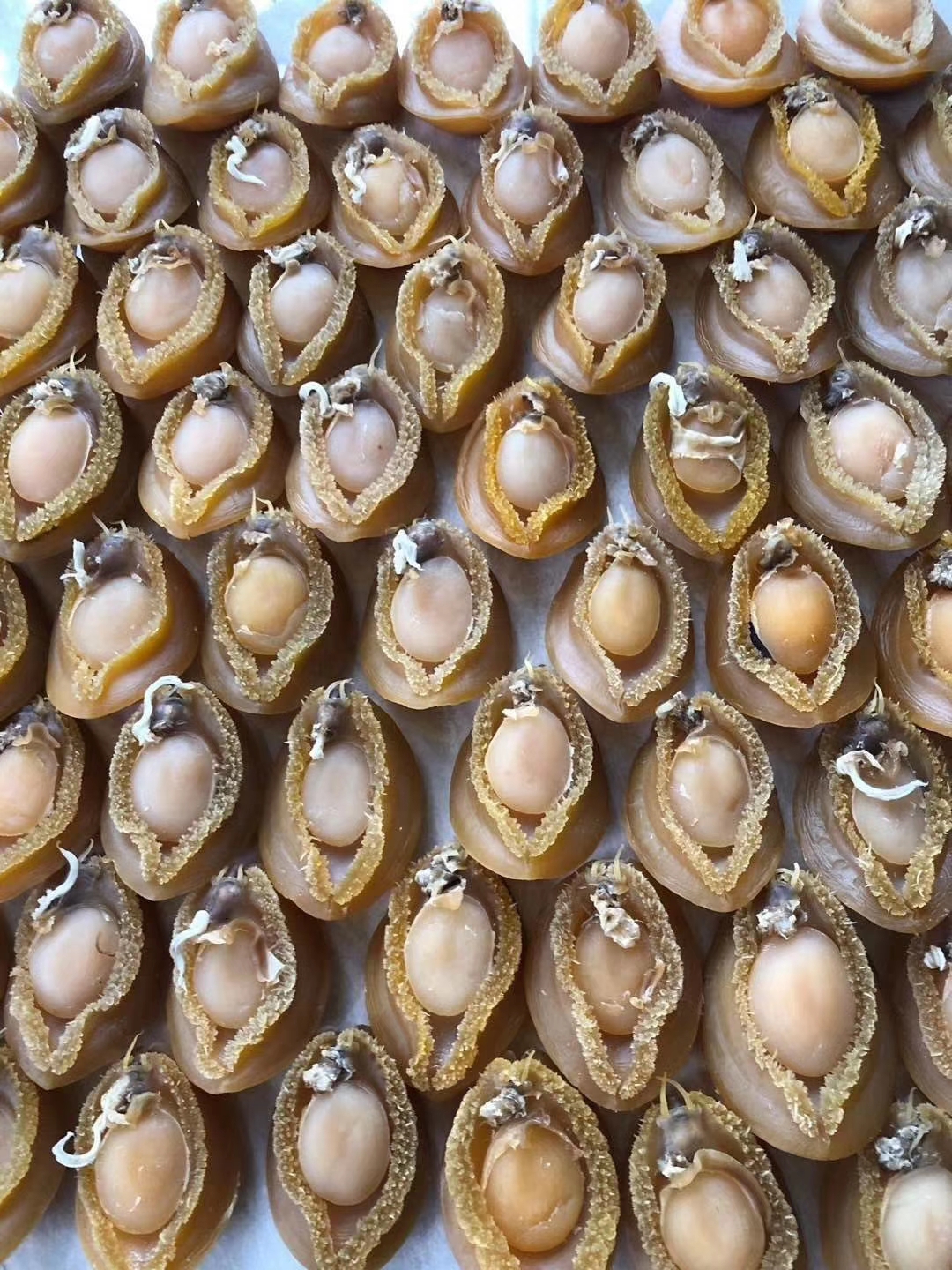 海南野生大鲍鱼干,美食来了