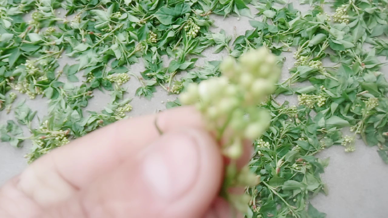 珍珠菜吃过么,刚采的