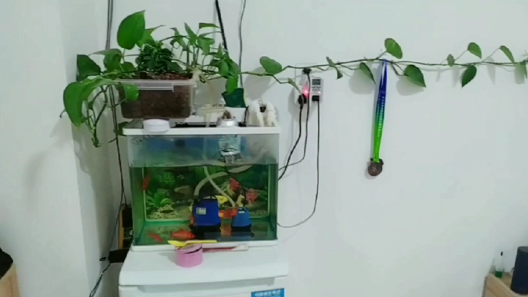 小伙自制一个鱼菜共生系统 即可养鱼又能种花 只加水不换水太方便