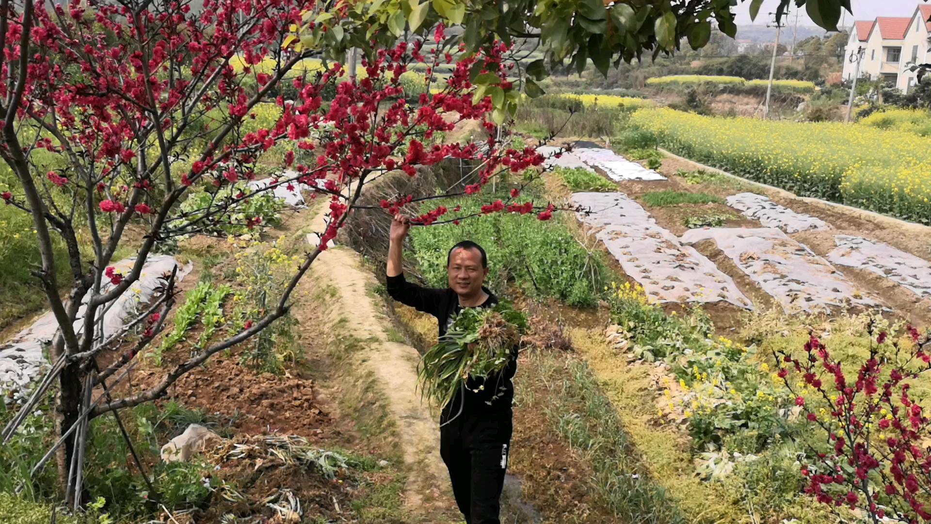 大蒜炒肉芹菜香干自己家种的不打药