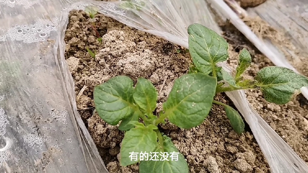 乡村三月春天正暖,农村的菜园子,今年土豆生长如何?