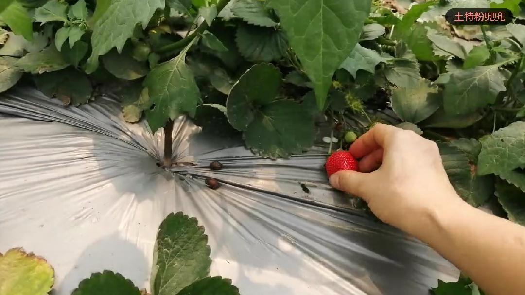 摘草莓的结果是摘了一大袋的白花菜,发生了什么?为什么呢?