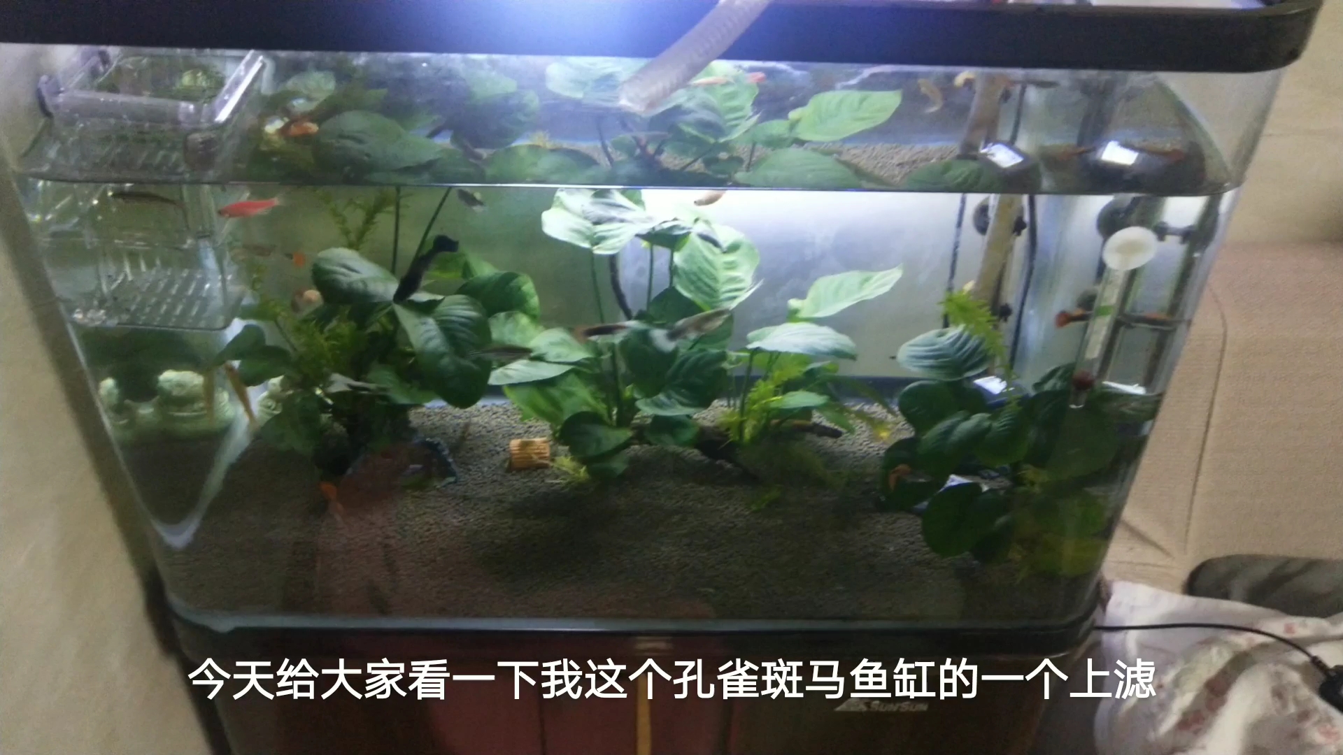鱼缸上滤的简单改造,其实你也可以