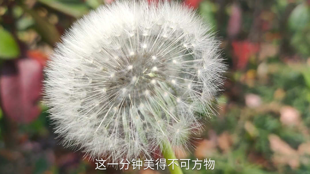 蒲公英的花球白白的茸茸的跟个刺球一样好美